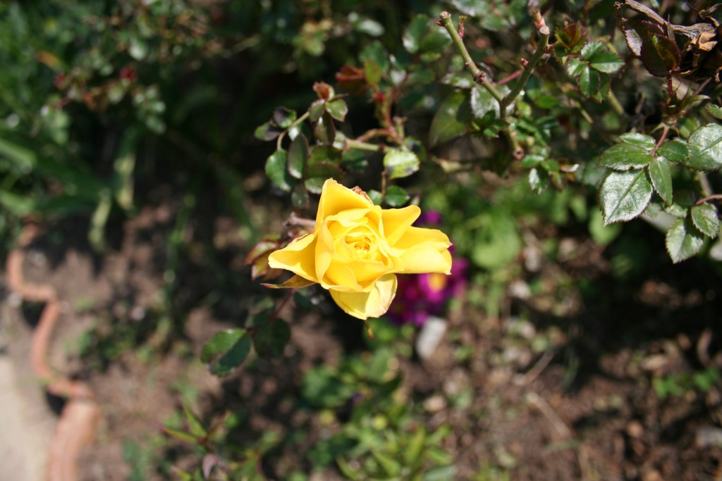Fiori sul mare-Isola Capo Rizzuto (Crotone)